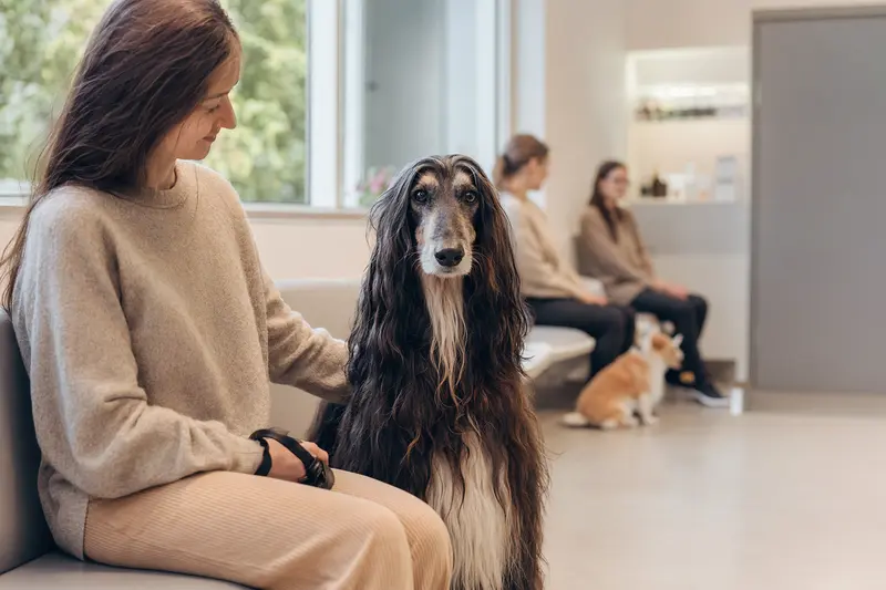 Ein Afghanischer Windhund sitzt entspannt neben seinem Besitzer in einem modernen, hellen Wartezimmer einer Tierarztpraxis.